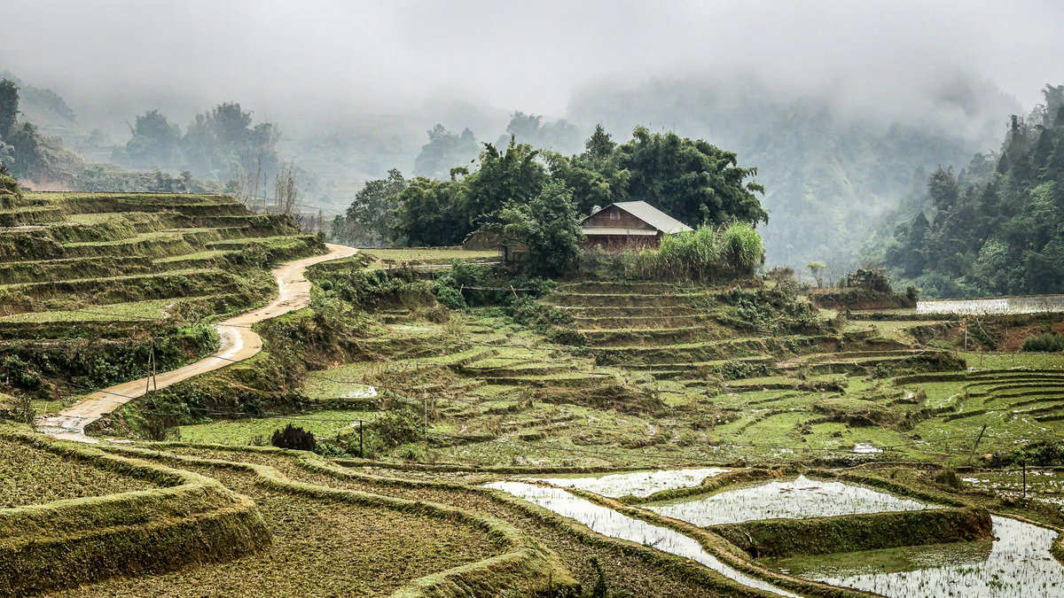 Rice Fields - Sapa, Vietnam, Sa Pa, Vietnam, 2024