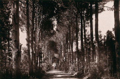 EU: Bishop's Court, South Africa: an avenue. Woodburytype, 1888, after a photograph by Robert Harris. (1888), Cape Town, 1888