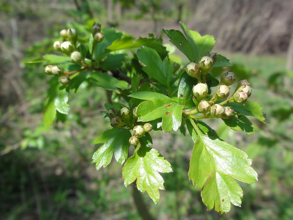 Crataegus monogyna, Boston, United States, 2012