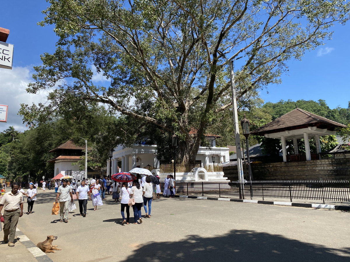 Worshippers in a temple, Kandy, Sri Lanka, 2019