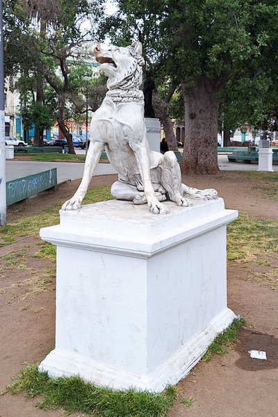 Lobo en Parque Italia, Valparaíso, Valparaiso, 2024