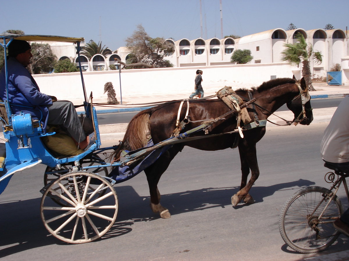Horse drawn caleche, Essaouira, Morocco, 2006