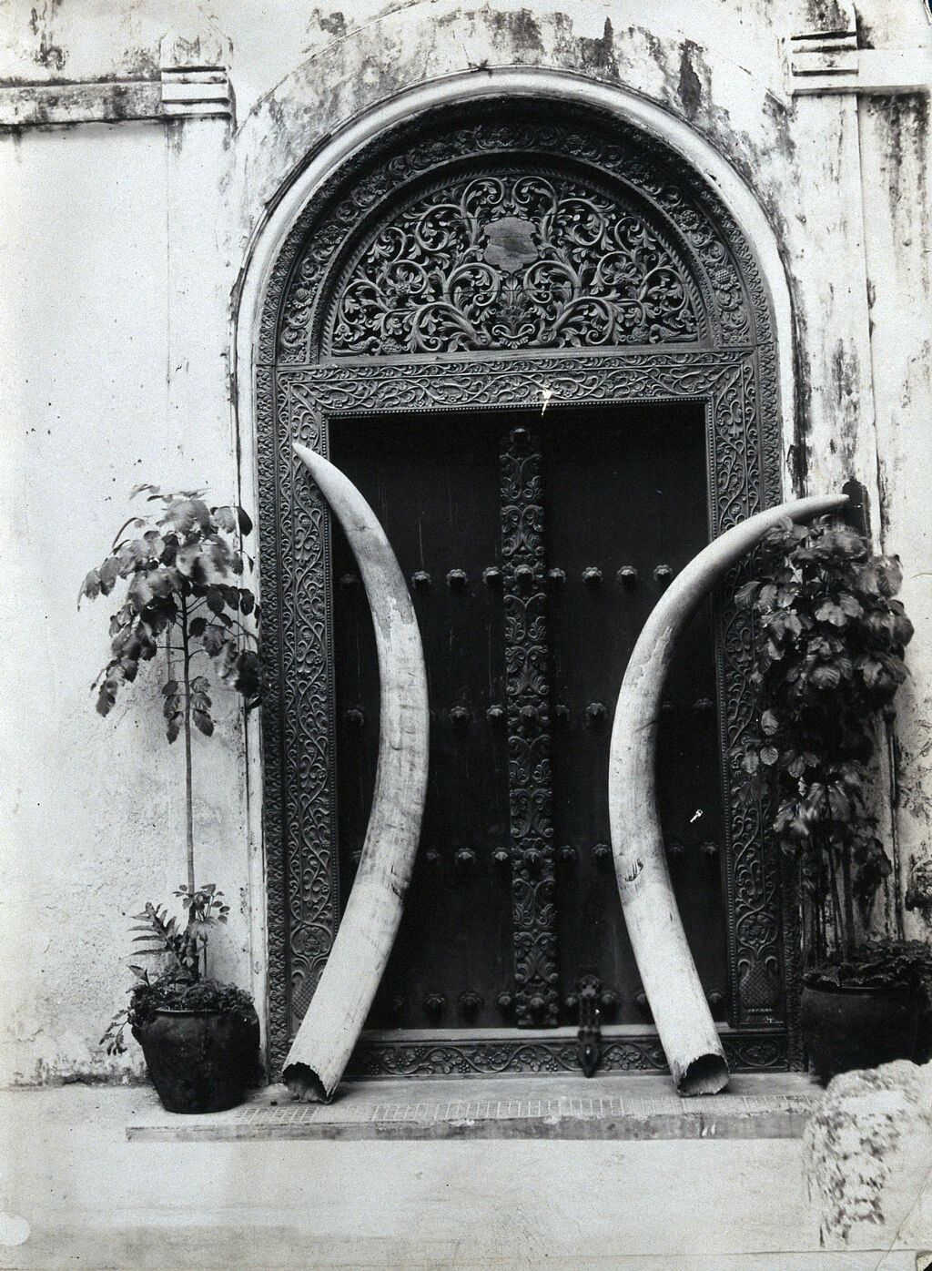 EU: An ornate carved doorway in Zanzibar, with an enormous pair of elephant's tusks leaning against it (1900), Stone Town, Zanzibar, Tanzania, 1900