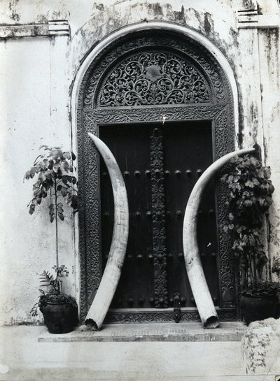 EU: An ornate carved doorway in Zanzibar, with an enormous pair of elephant's tusks leaning against it (1900), Stone Town, 1900