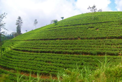 Tea Estate Nuwara Eliya, Nuwara Eliya, 2019