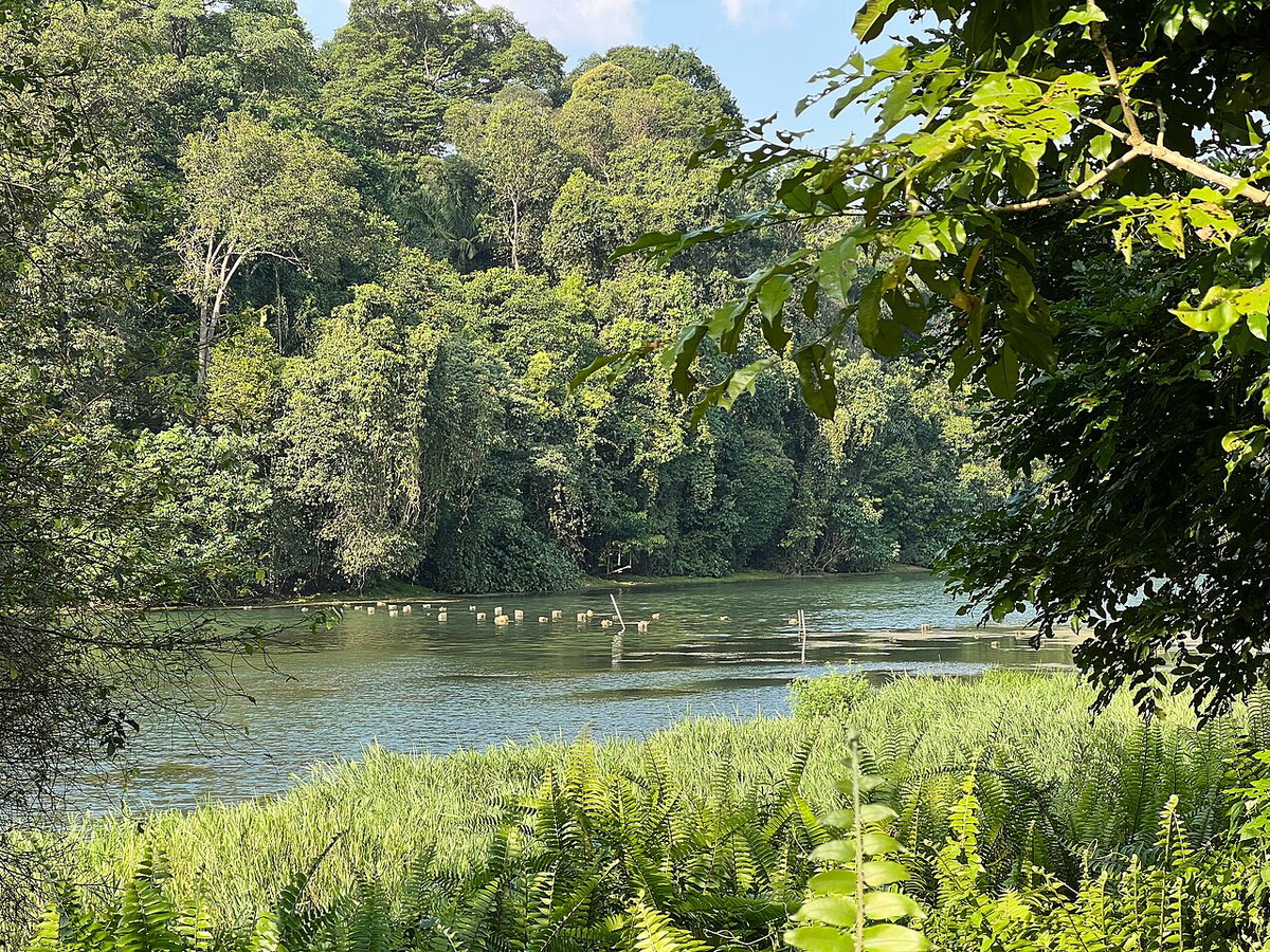 Remains of Divine Bridge leading to Synonan Jinja at MacRitchie Reservoir, Singapore, Singapore, 2022