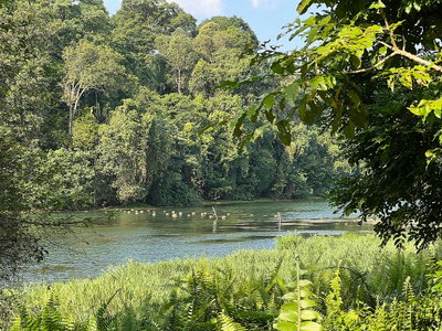 Remains of Divine Bridge leading to Synonan Jinja at MacRitchie Reservoir, Singapore, Singapore, 2022