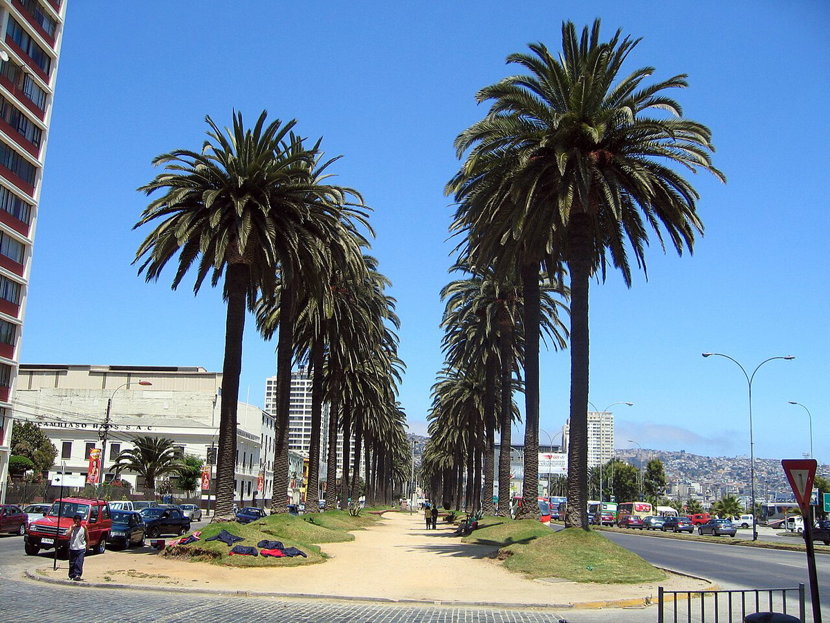 Valparaiso Palmeras, Valparaíso, Chile, 2008