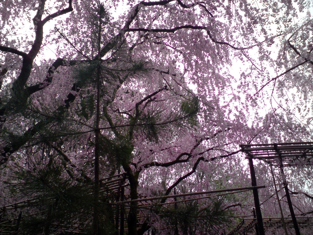 Kyoto Imperial Shrine Park, Kyoto, Japan, 2008