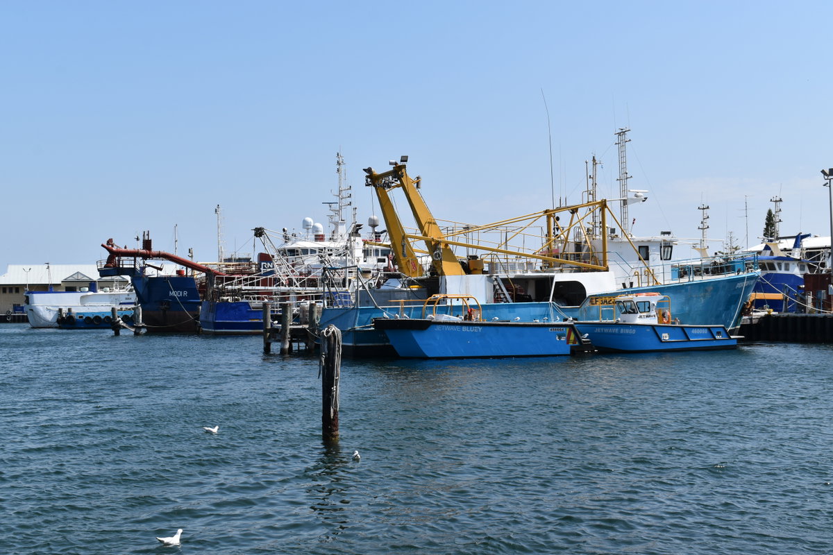 Fremantle Fishing Boat Harbour, 03 December, Fremantle, Western Australia, Australia, 2022