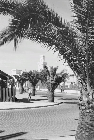 EU: Reisefotos Marokko. Straßenbild mit Palmen (wahrscheinlich in Casablanca) (1939), Casablanca, 1939
