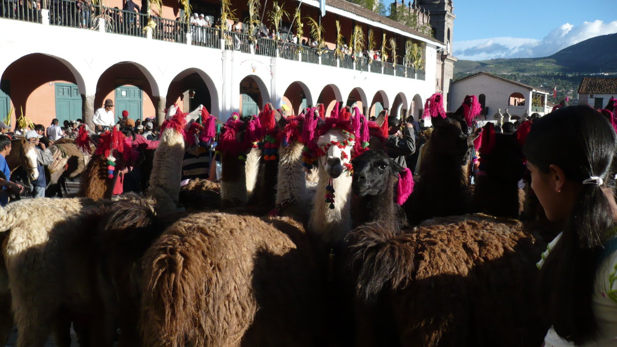 LLamas en Huamanga, Ayacucho, Peru, 2008