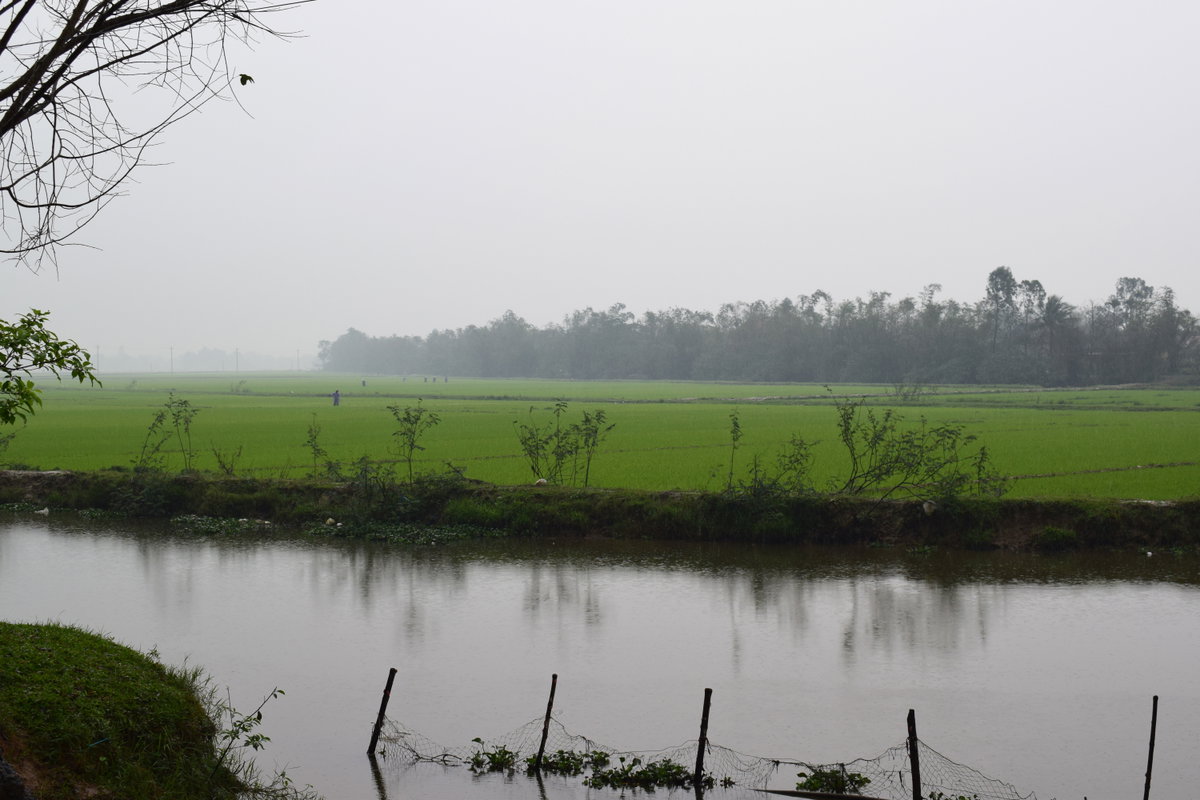 Rice paddy in Vietnam, Hue, Vietnam, 2018