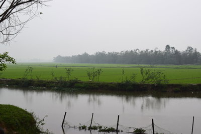 Rice paddy in Vietnam, Hue, 2018