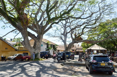 Galle- Trees in the market, Galle, 2019