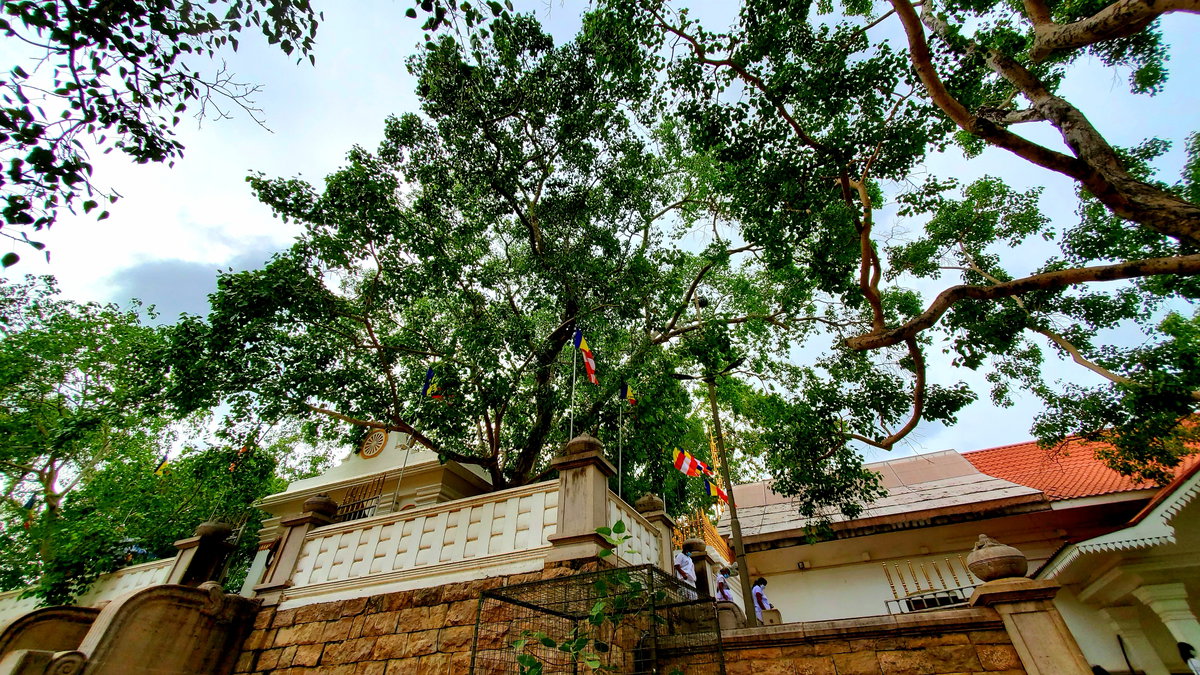 Anuradapura Jaya Sri Maha Temple, Anuradhapura, Sri Lanka, 2020